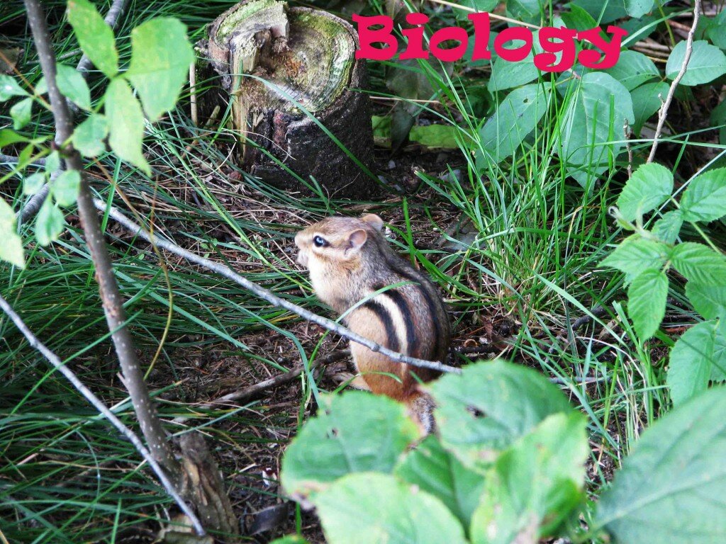 chipmunk copy
